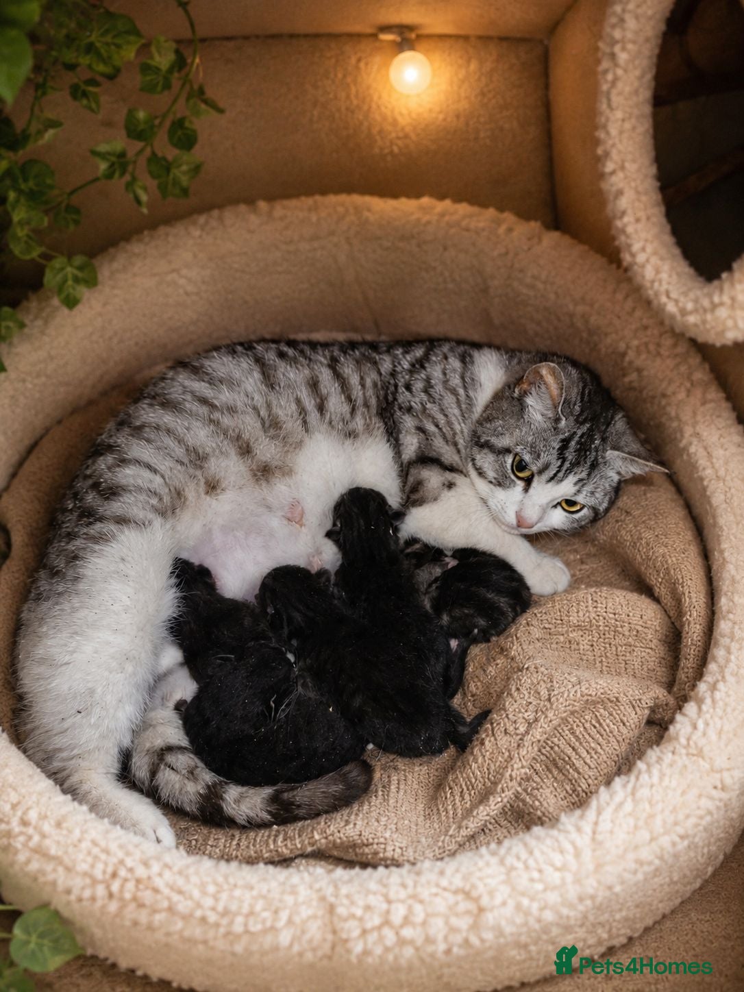 British Shorthair cats One Black Tuxedo Male  - Advert 2