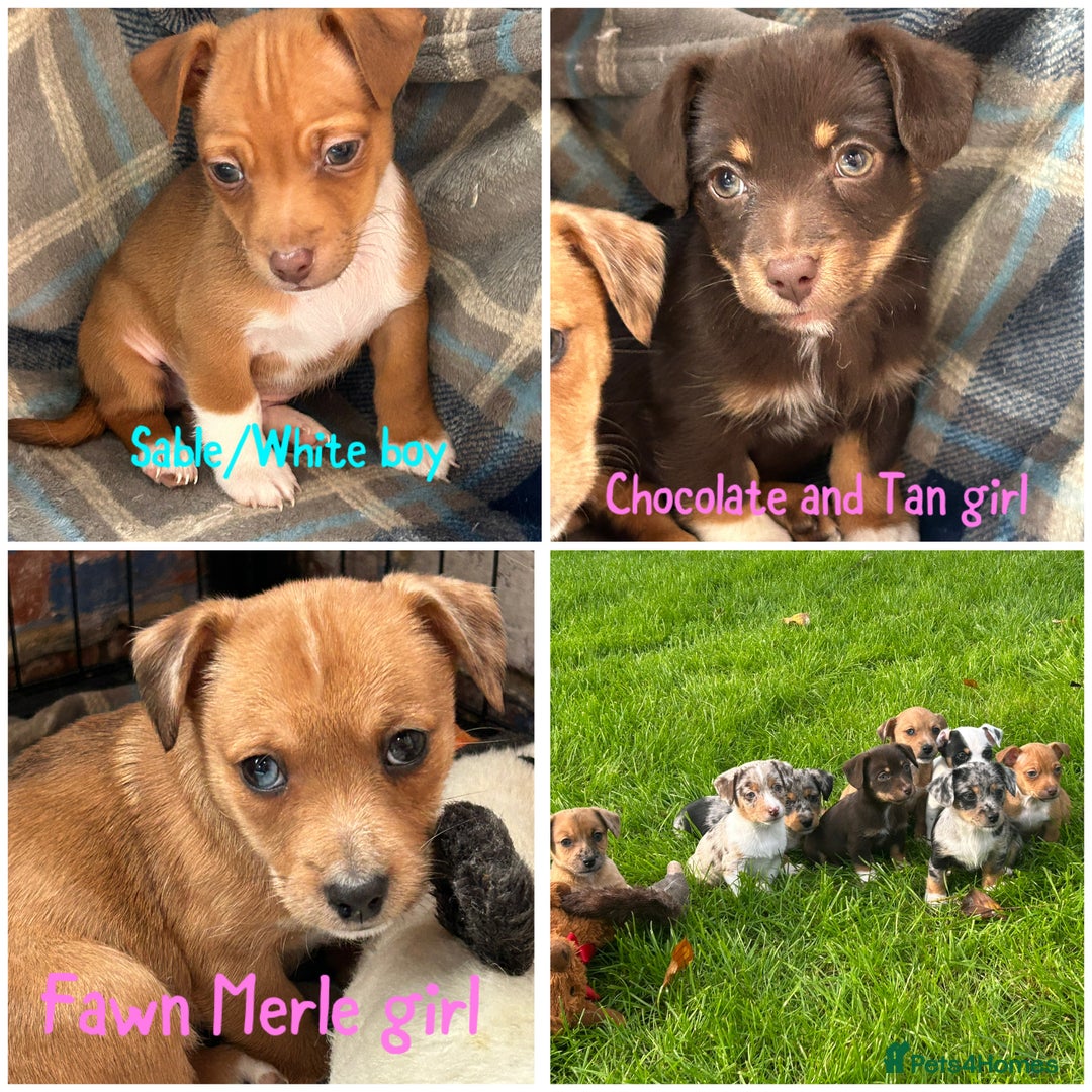 Jack Russell dogs for sale: Beautiful Mini Jack Russell Puppies  - Image 37