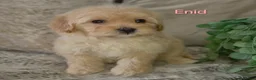 Maltipoo dogs for sale: Quality Toy Maltipoos Japan & USA CHAMPION lines  - Advert 24