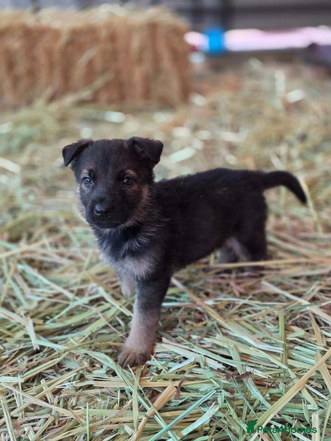 German Shepherd dogs for sale: Beautiful German Shepherd puppies in Taunton - Advert 4