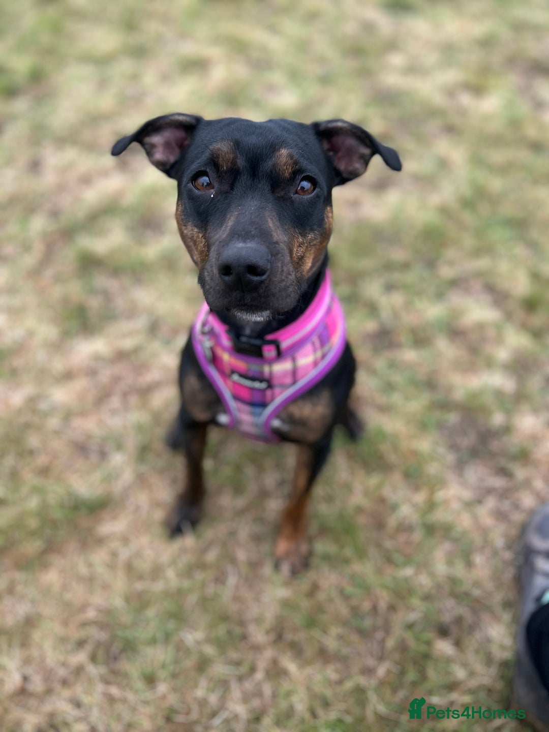 Mixed Breed dogs for sale: Callie- Staffy Mix  - Image 4