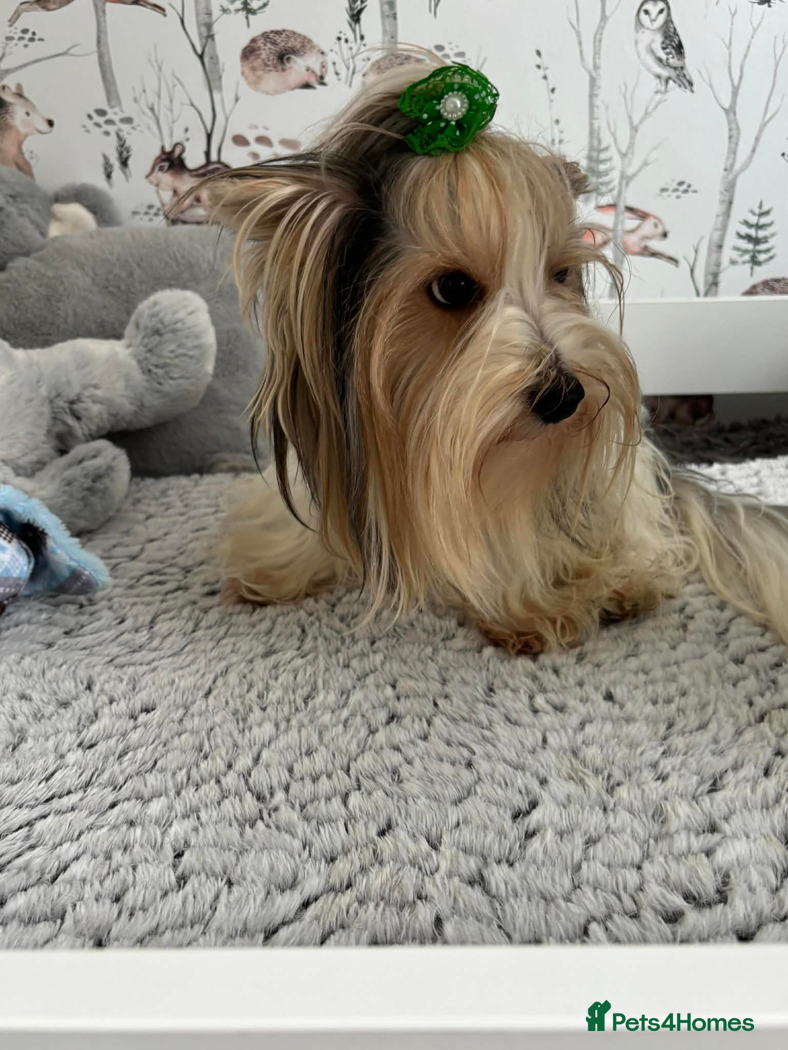 Yorkshire Terrier dogs Yorkshire Terrier Biewer - Advert 1