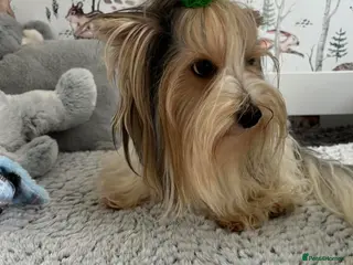 Yorkshire Terrier dogs Yorkshire Terrier Biewer - Advert 1