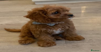 Cavapoo dogs - Advert 12