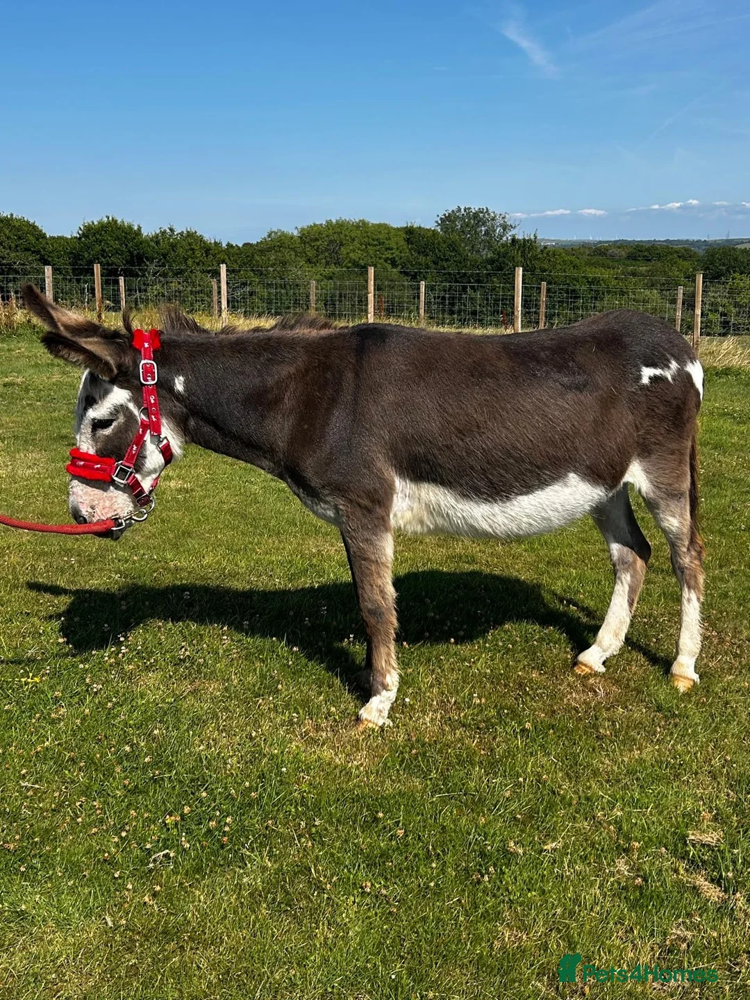 Donkey livestock for sale: Miniature Mediterranean Jenny  in Kidwelly - Advert 2