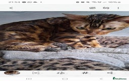 Bengal cats for sale: TICA Brown and Silver Bengal Kittens - Image 2