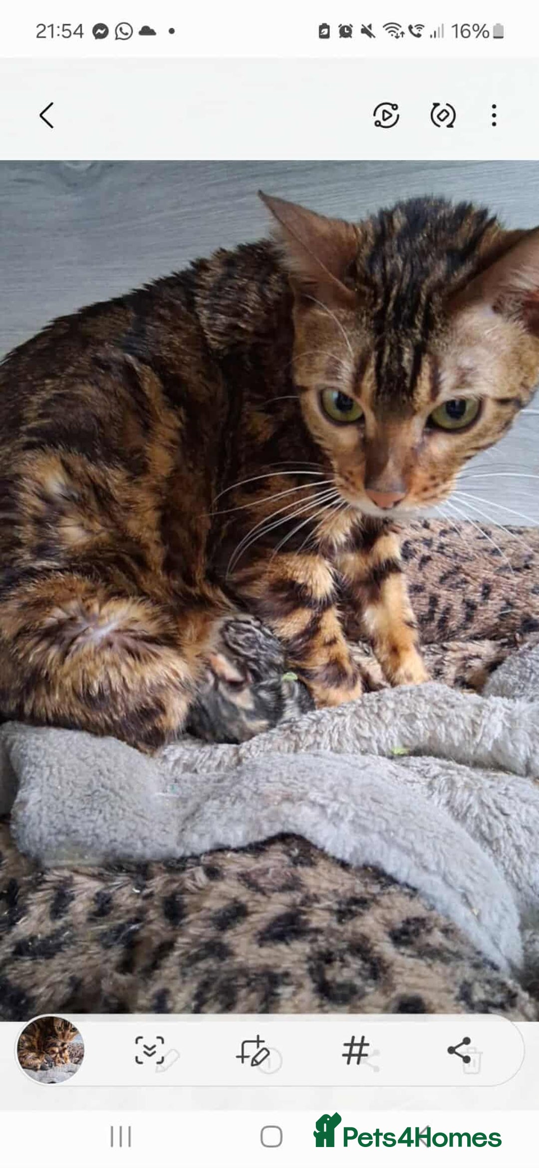 Bengal cats for sale: TICA Brown and Silver Bengal Kittens - Image 2