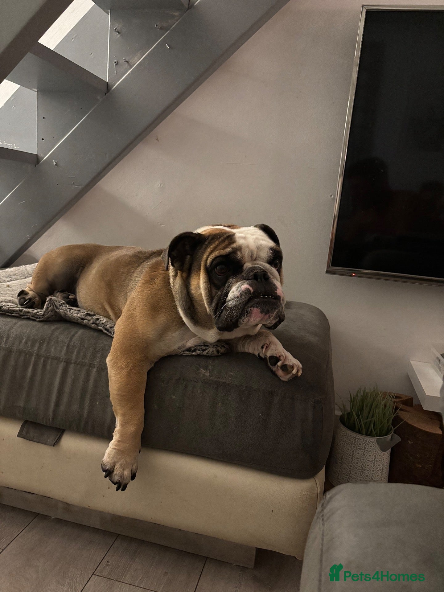English Bulldog dogs Charlie  - Advert 14
