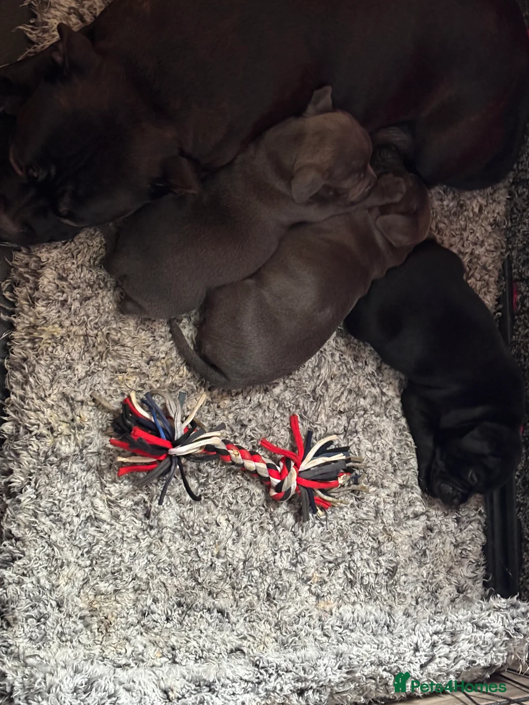 Staffordshire Bull Terrier dogs for sale: Blue and black staff puppies  - Advert 15