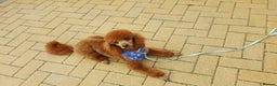 Miniature Poodle dogs for stud: Red K.C miniature poodle stud. health tested clear - Advert 2