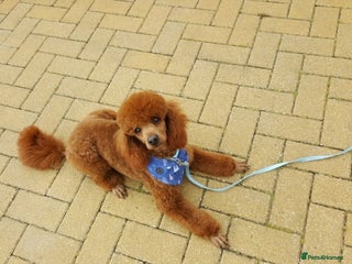 Miniature Poodle dogs - Advert 7