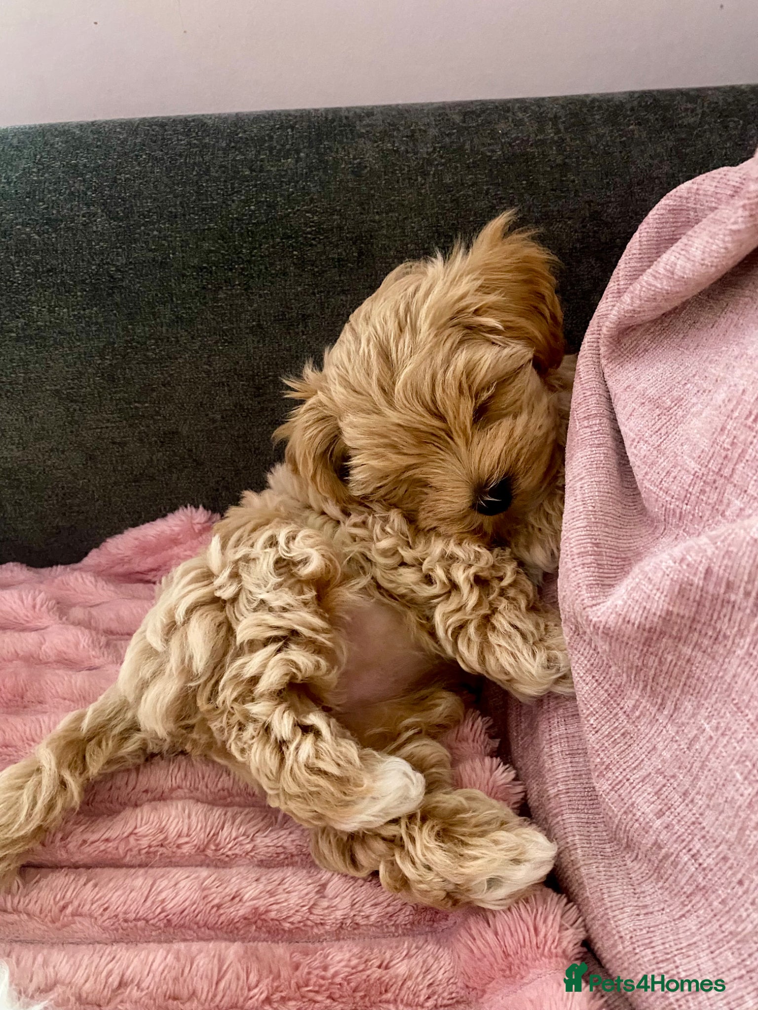 Maltipoo dogs Tiny Asian poodle/Korean Maltipoos *ready now* - Advert 6