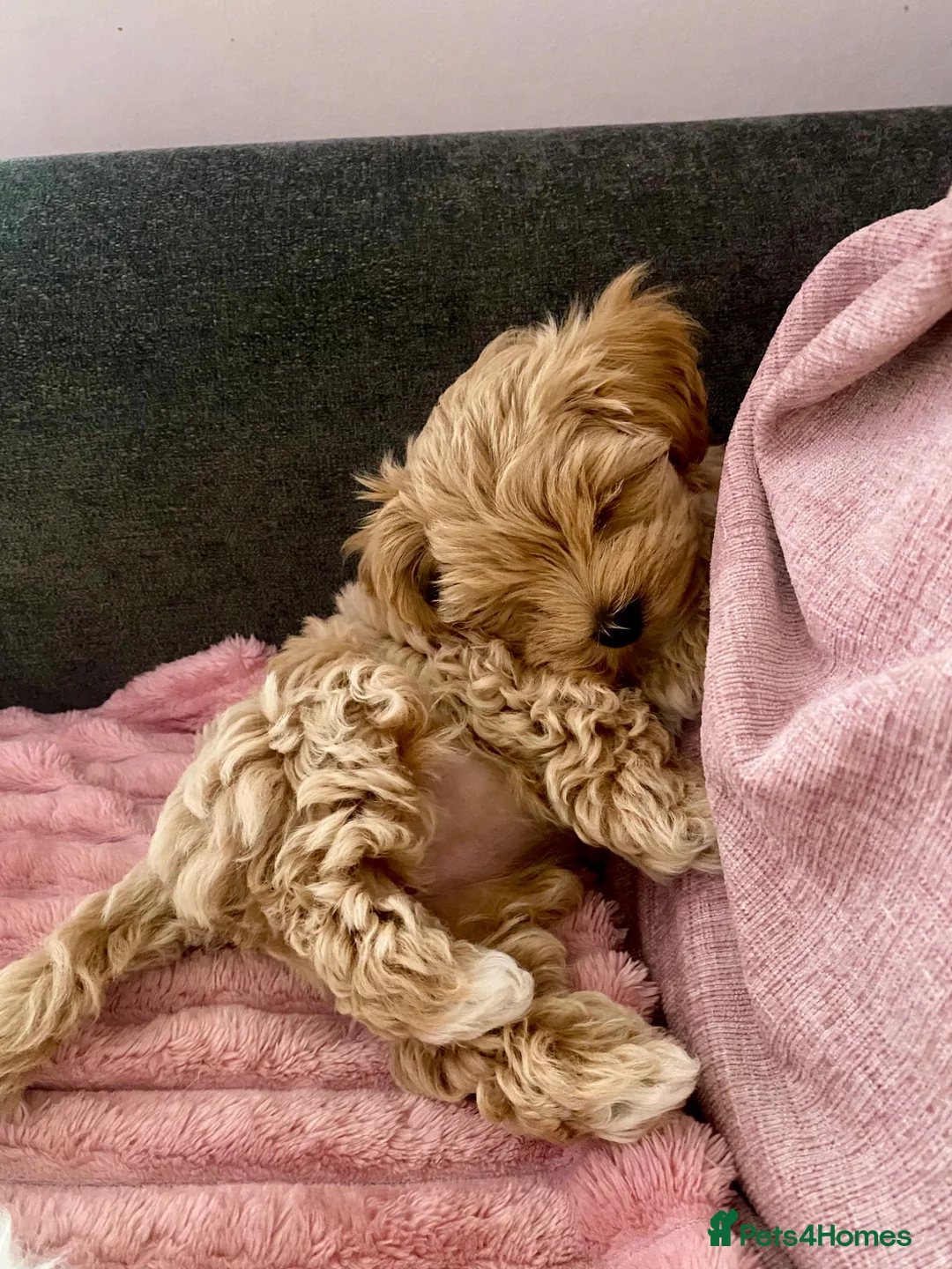 Maltipoo dogs for sale: Tiny Asian poodle/Korean Maltipoos *ready now* - Advert 1