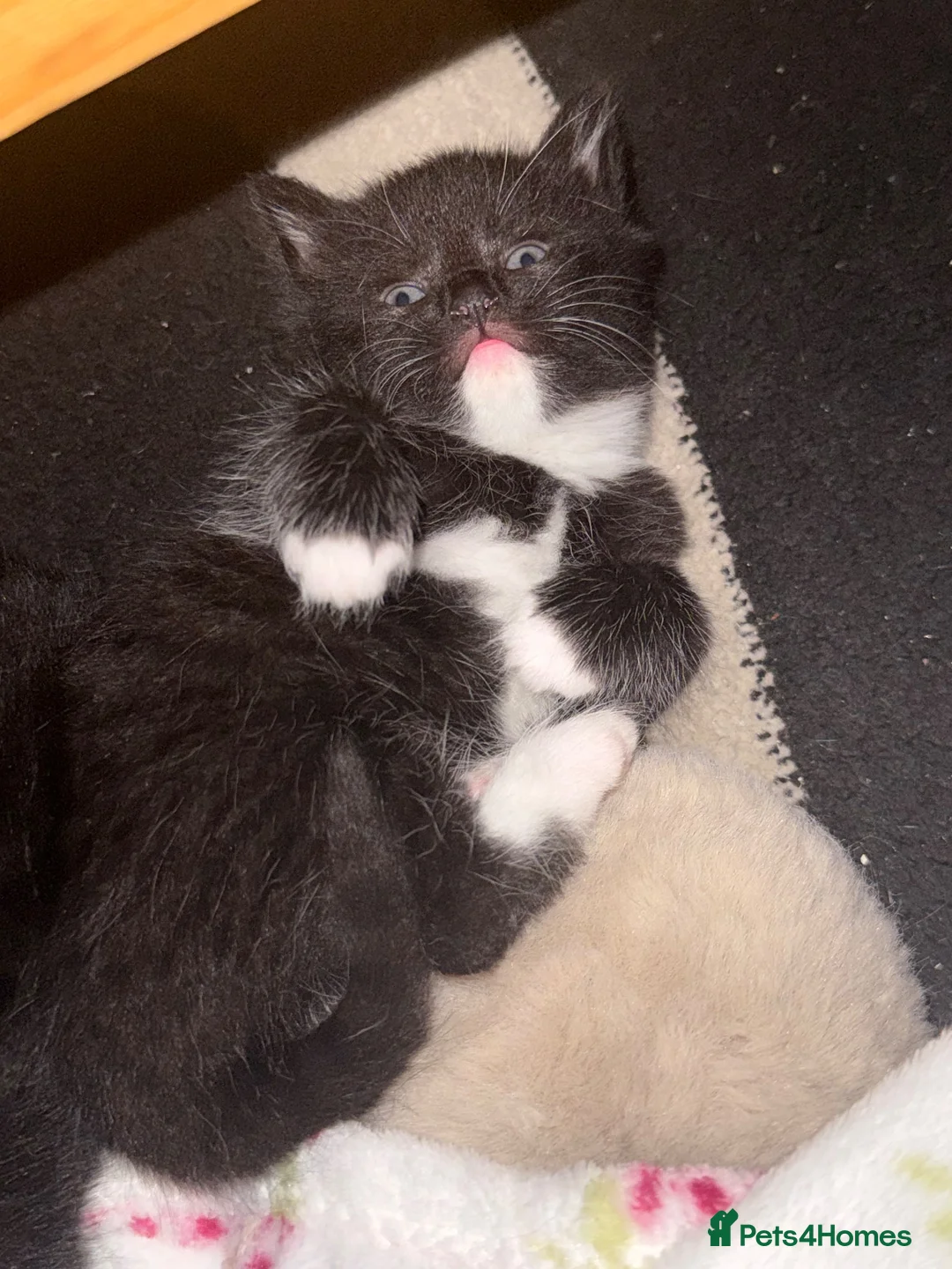 Mixed Breed cats for sale: Only 2 male Kittens left.  ** .  in Sheffield - Advert 2