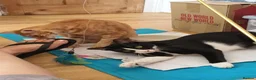 Arabian Mau cats for adoption: Two Male Rescue Cats for Adoption Together - Advert 5