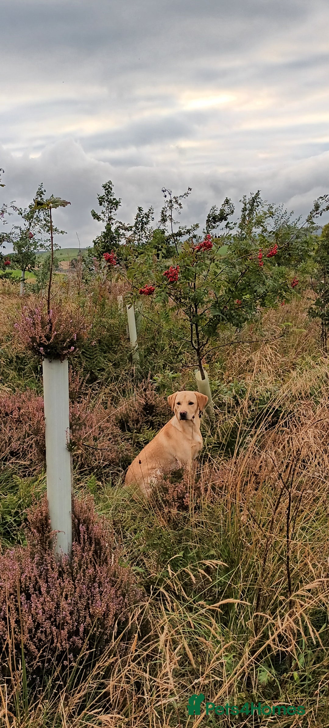 Labrador Retriever dogs for stud: Working Labrador at stud  - Advert 3