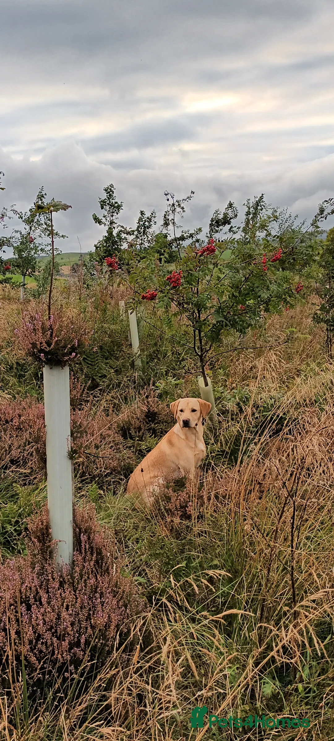 Labrador Retriever dogs for stud: Working Labrador at stud  - Advert 3