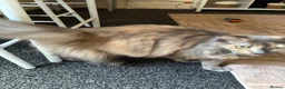 Mixed Breed cats for sale: Gorgeous 11 year-old female cat (Patchy)  - Advert 6