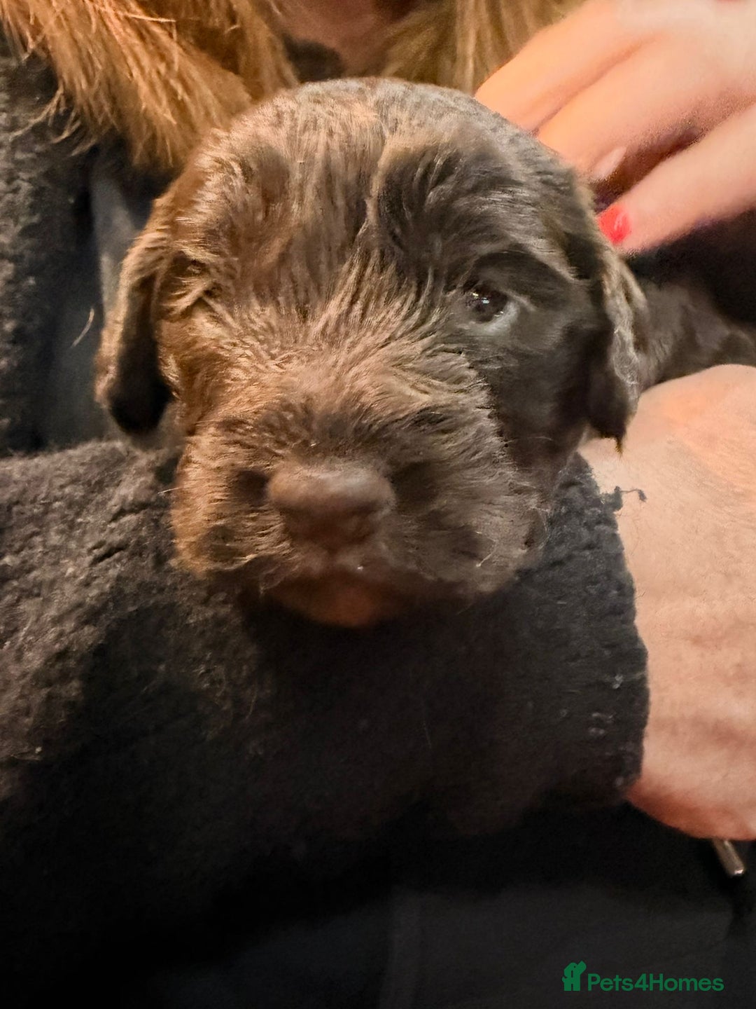 Cockapoo dogs for sale: Cockapoo male - Advert 15