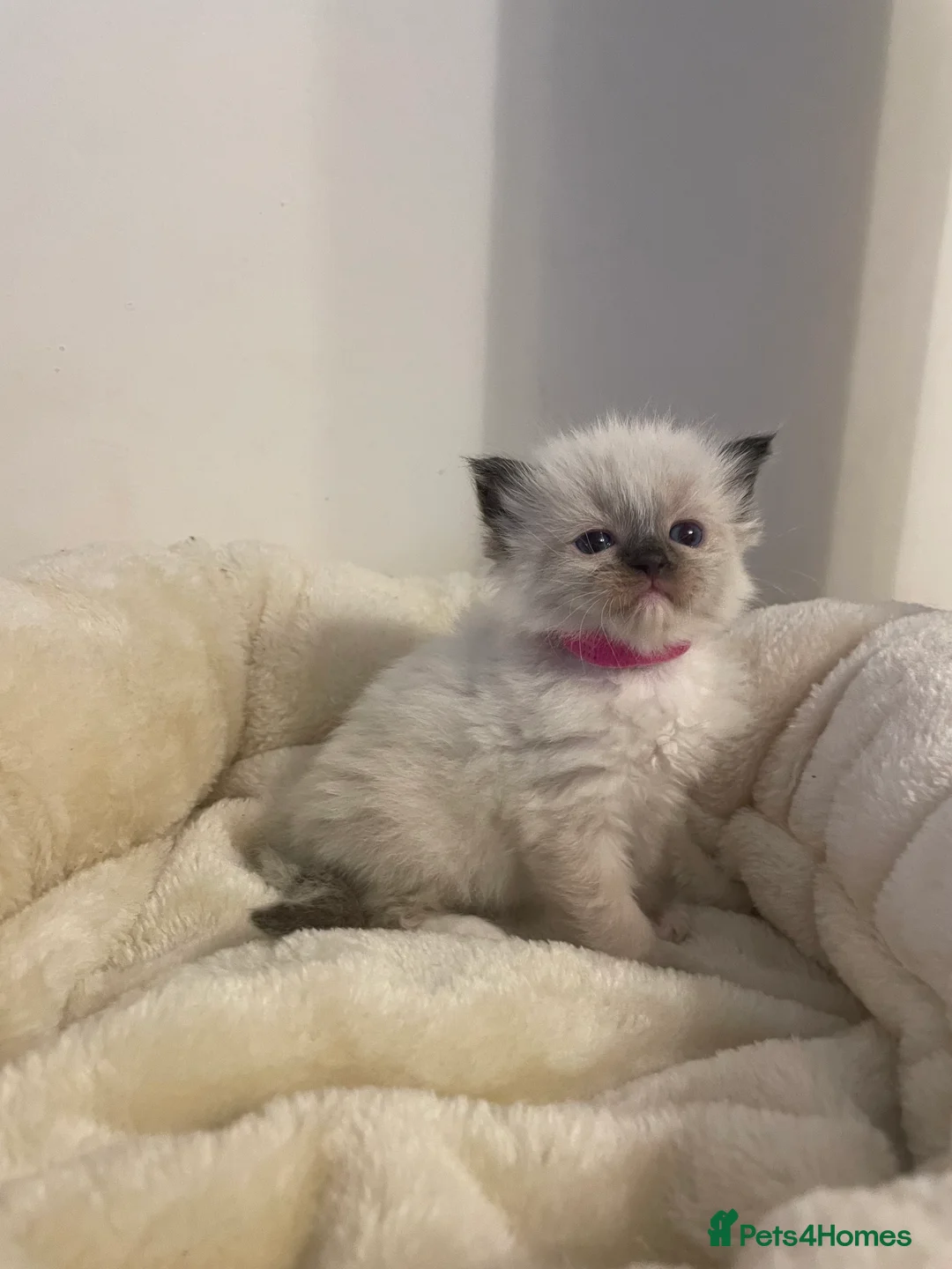 Ragdoll cats for sale: Pedigree Ragdoll Kittens  - Advert 2