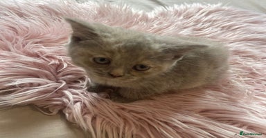 British Shorthair cats - Advert 12
