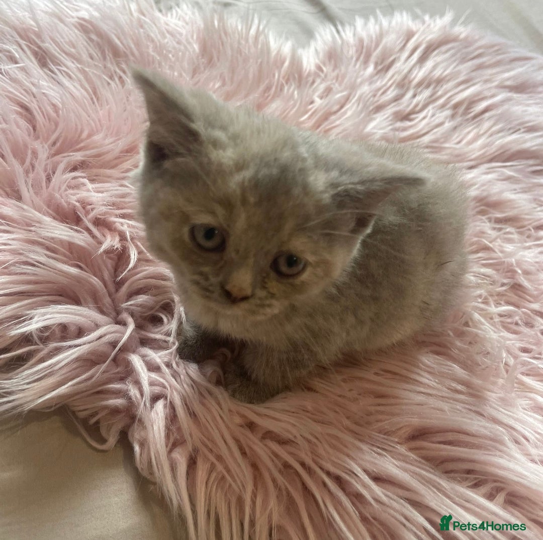 British Shorthair cats for sale: Stunning fluffy kittens  - Image 3