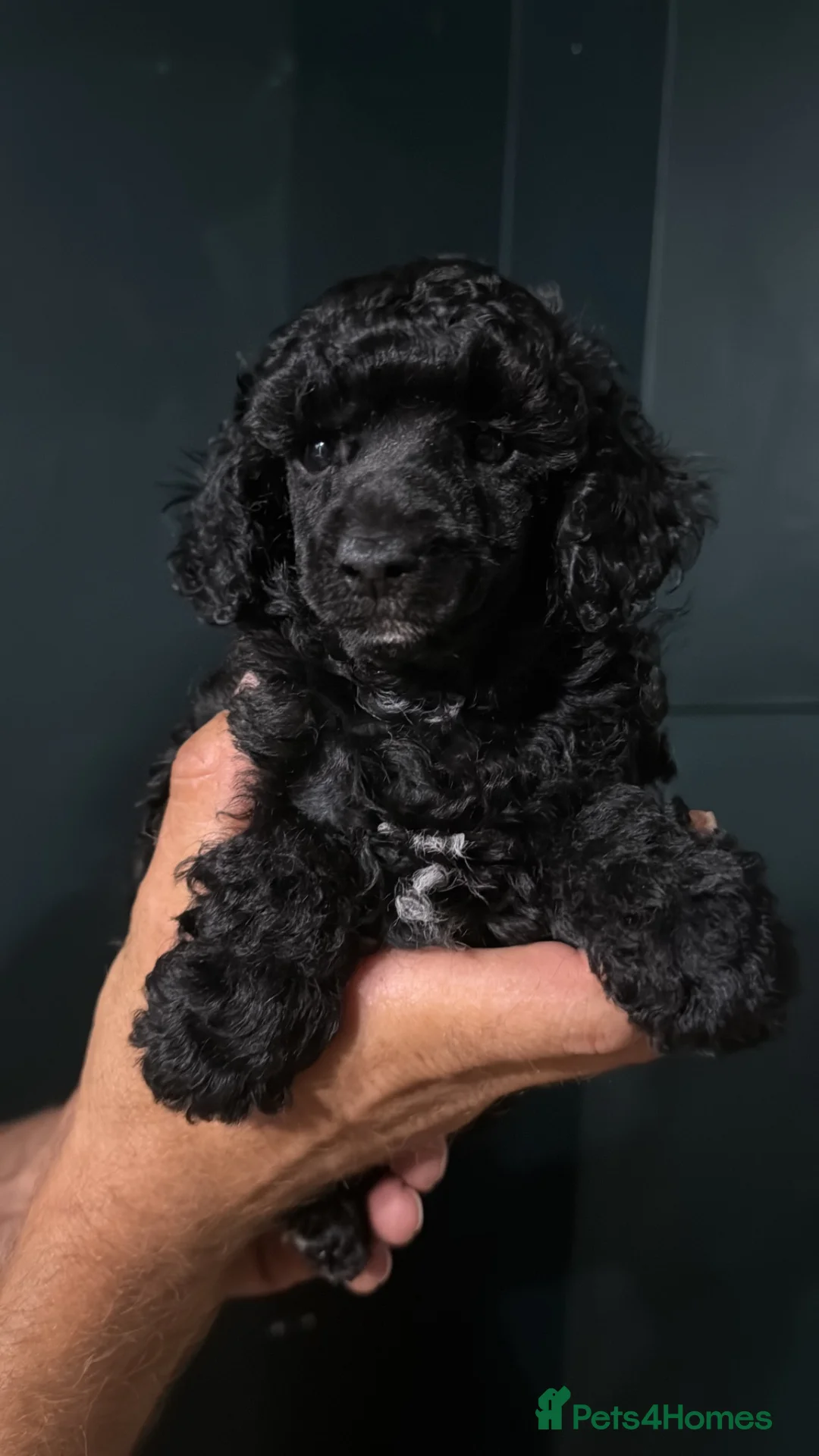 Toy Poodle dogs for sale: KC Reg True size Toy poodle Ready NOW  - Advert 11