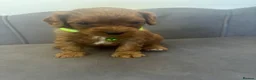 Cavapoo dogs for sale: Stunning F1 Cavapoo Pups - Advert 11