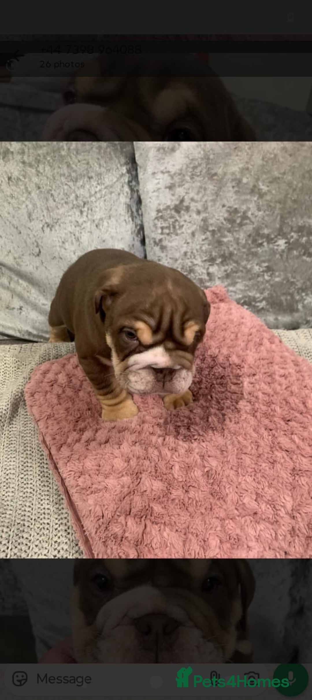 English Bulldog dogs for sale: Lilac male English bulldog - Image 2