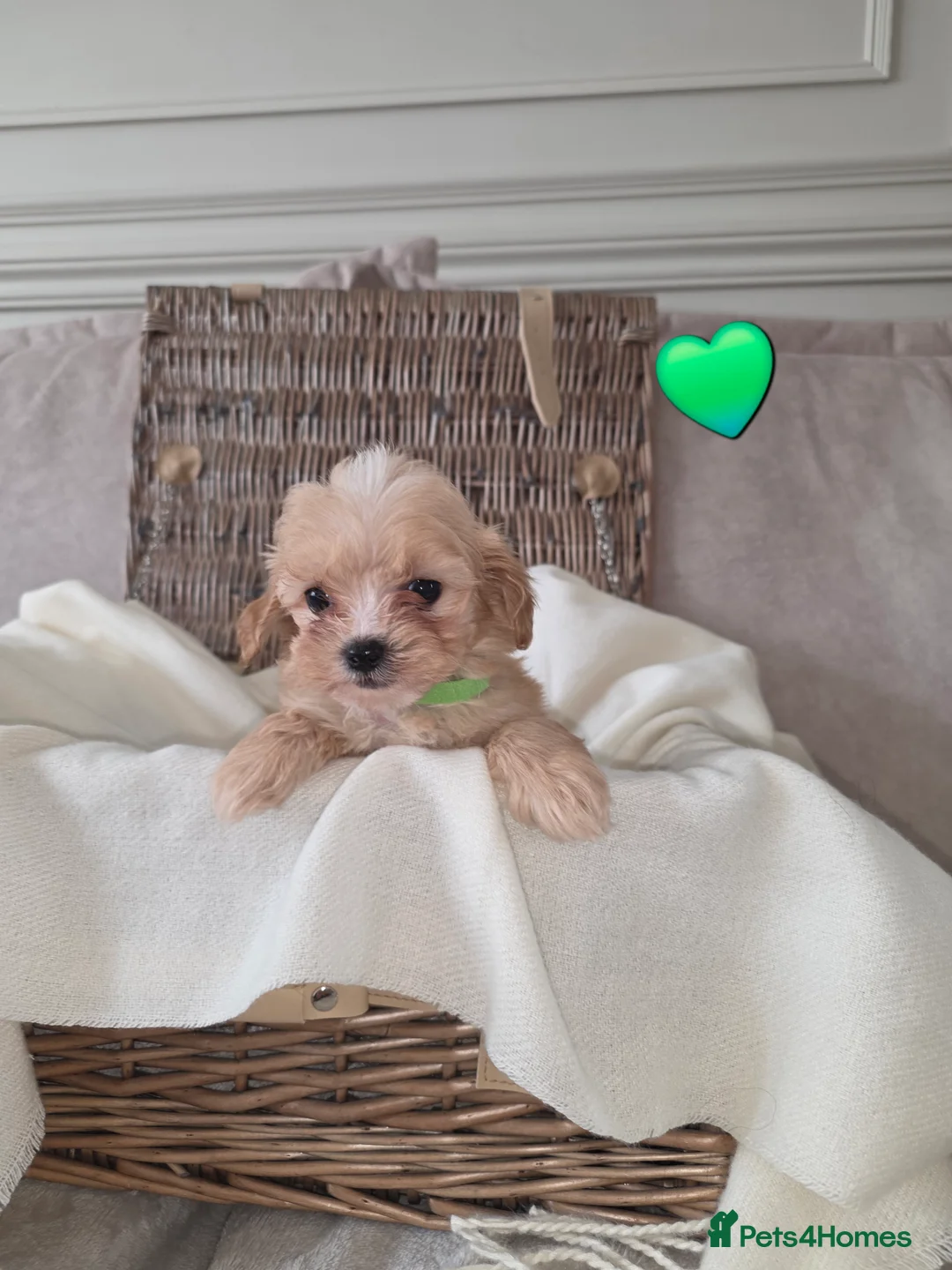 Maltipoo dogs for sale: Five gorgeous multi-poo puppies 3boys 2 girls - Advert 3