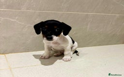 Dachshund dogs for sale: Dachshund Puppies - Image 5