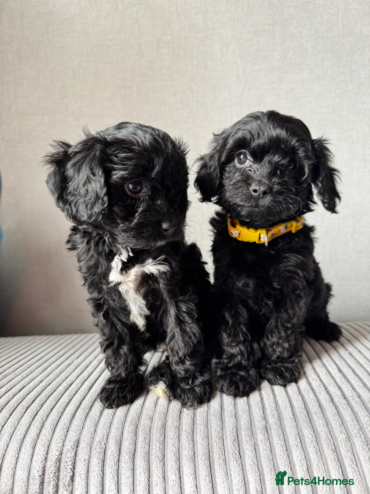 Cavapoo dogs Little teddy bears ready for new homes 🧸 🧸❤️❤️❤️ - Advert 4
