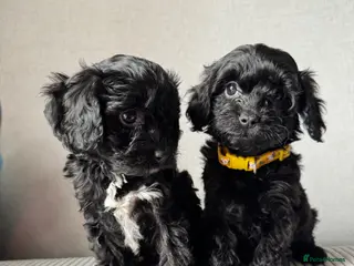 Cavapoo dogs Little teddy bears ready for new homes 🧸 🧸❤️❤️❤️ - Advert 4