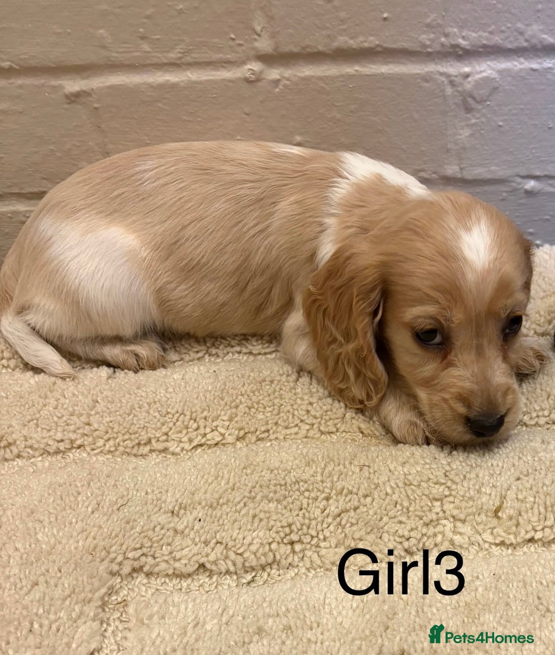 Cocker Spaniel dogs for sale: SHOW TYPE COCKER SPANIELS PUPPIES  - Advert 13