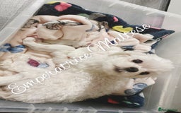 Maltese dogs for sale: Emperatrice Maltese-Korean Line Show Maltese KC Re - Image 11