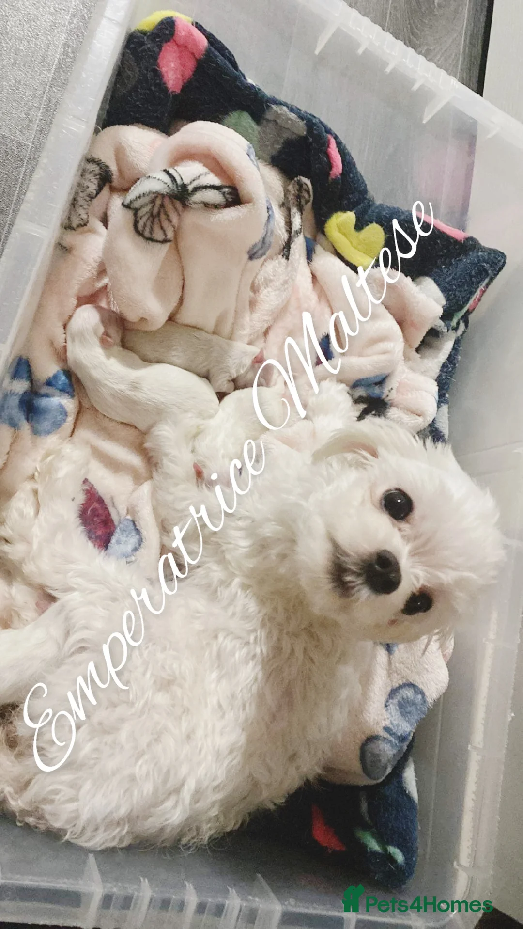 Maltese dogs for sale: Emperatrice Maltese-Korean Line Show Maltese KC Re - Advert 2