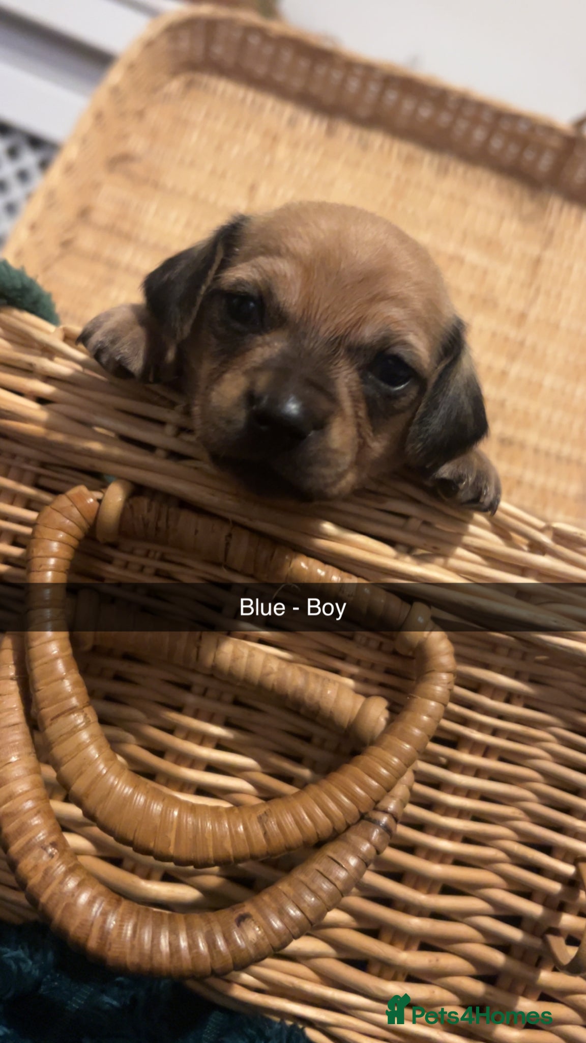 Chiweenie dogs Chiweenies for sale  - Advert 6