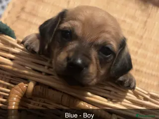 Chiweenie dogs Chiweenies for sale - Advert 6