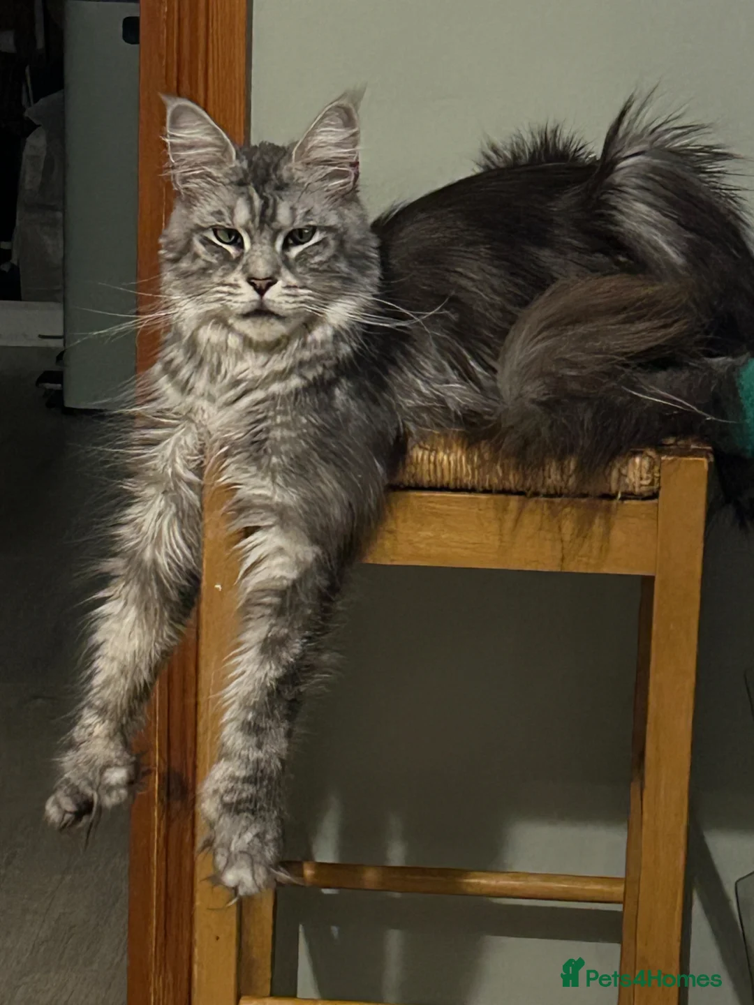 Maine Coon cats for sale: TICA registered Mainecoon black smoke female - Advert 3
