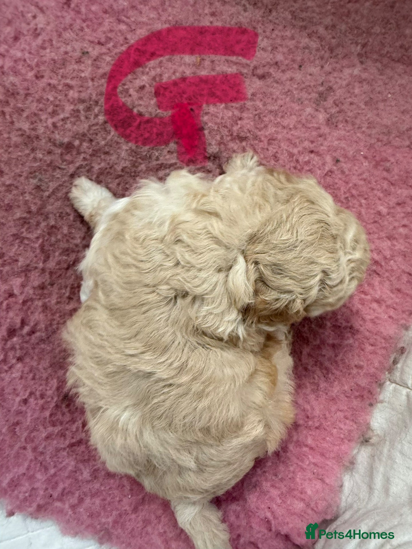 Maltipoo dogs Stunning health tested FEMALE Toy Maltipoo  - Advert 2