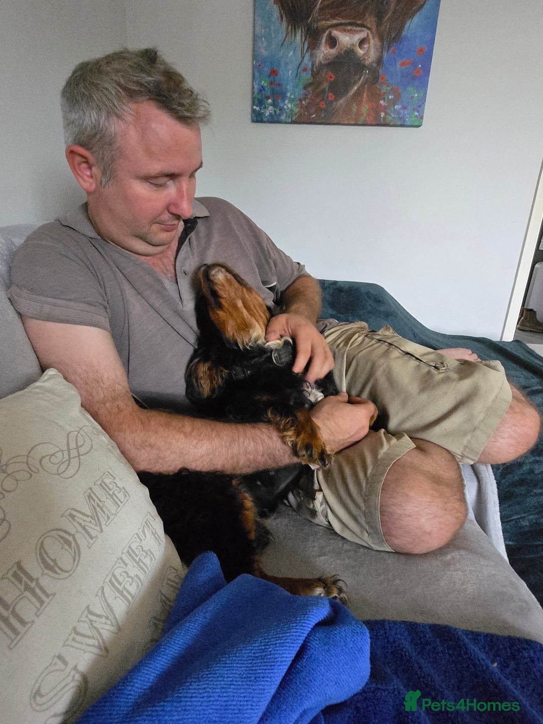 Mixed Breed dogs for sale: *UPDATE* 3x purebred dogs for rehoming - Image 5
