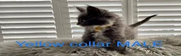 Maine Coon cats for sale: Bundles of fluff,  Maine Coon kittens  - Advert 25