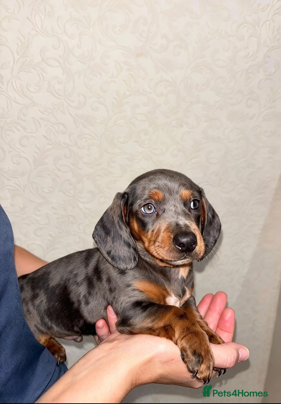Dachshund dogs Dachshunds - Advert 21