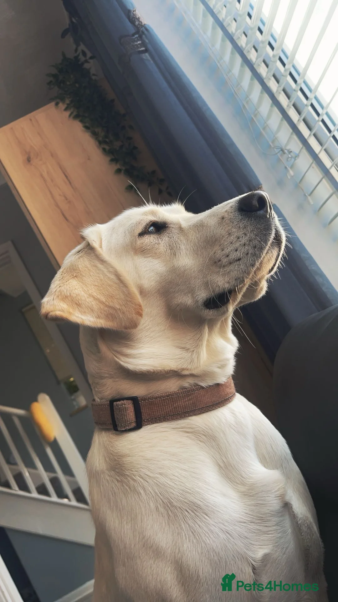 Labrador Retriever dogs for sale: ADORABLE LABRADOR PUPPIES FOR SALE 🐾 in Bedford - Advert 2