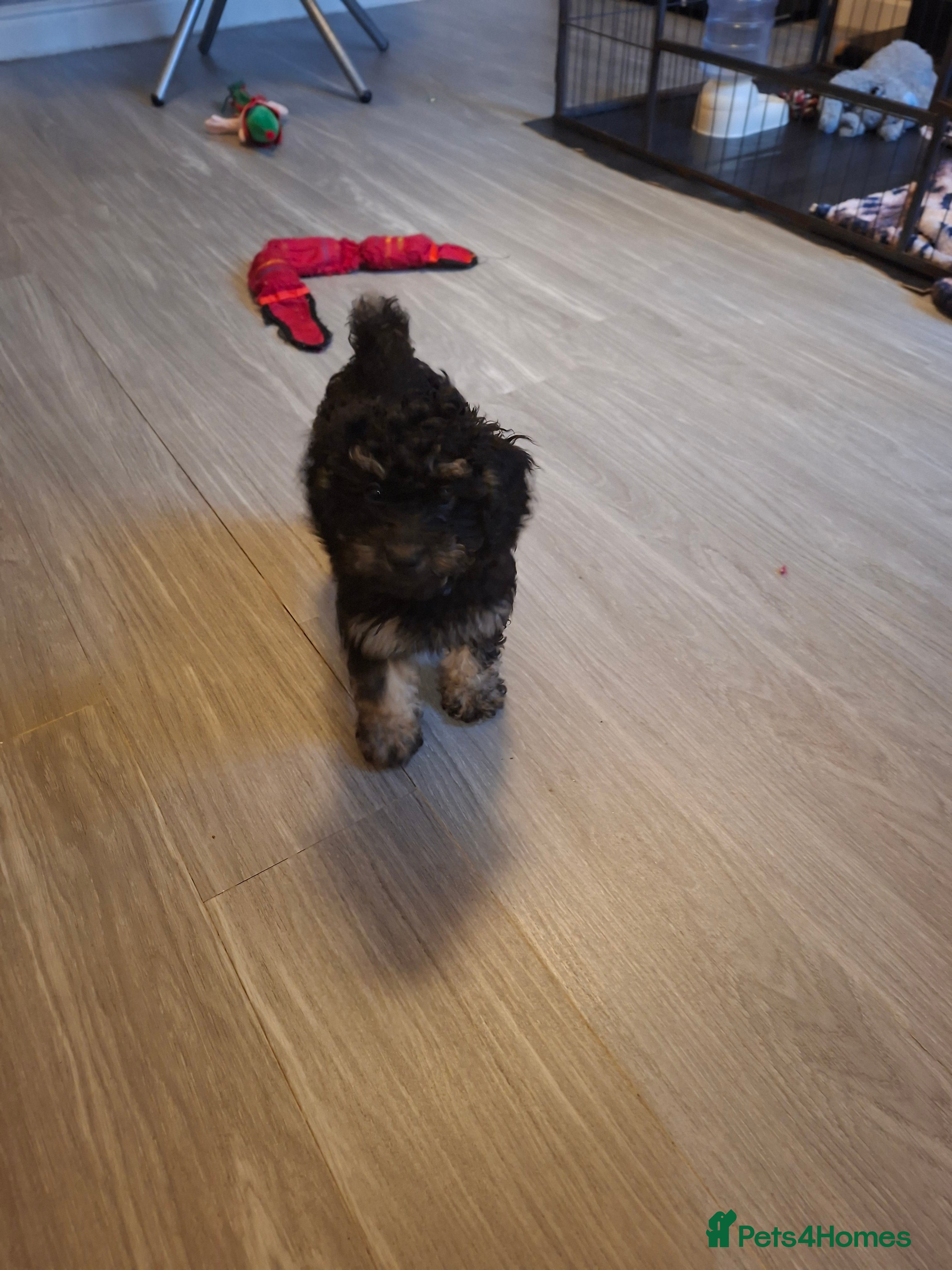 Cavapoo dogs Beautiful f1b Cavapoo puppies  - Advert 5