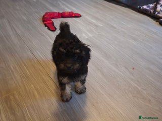 Cavapoo dogs Beautiful f1b Cavapoo puppies - Advert 5