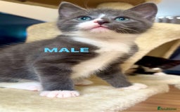 Mixed Breed cats for sale: Beautiful Russian Blue Mix Kittens - Image 5