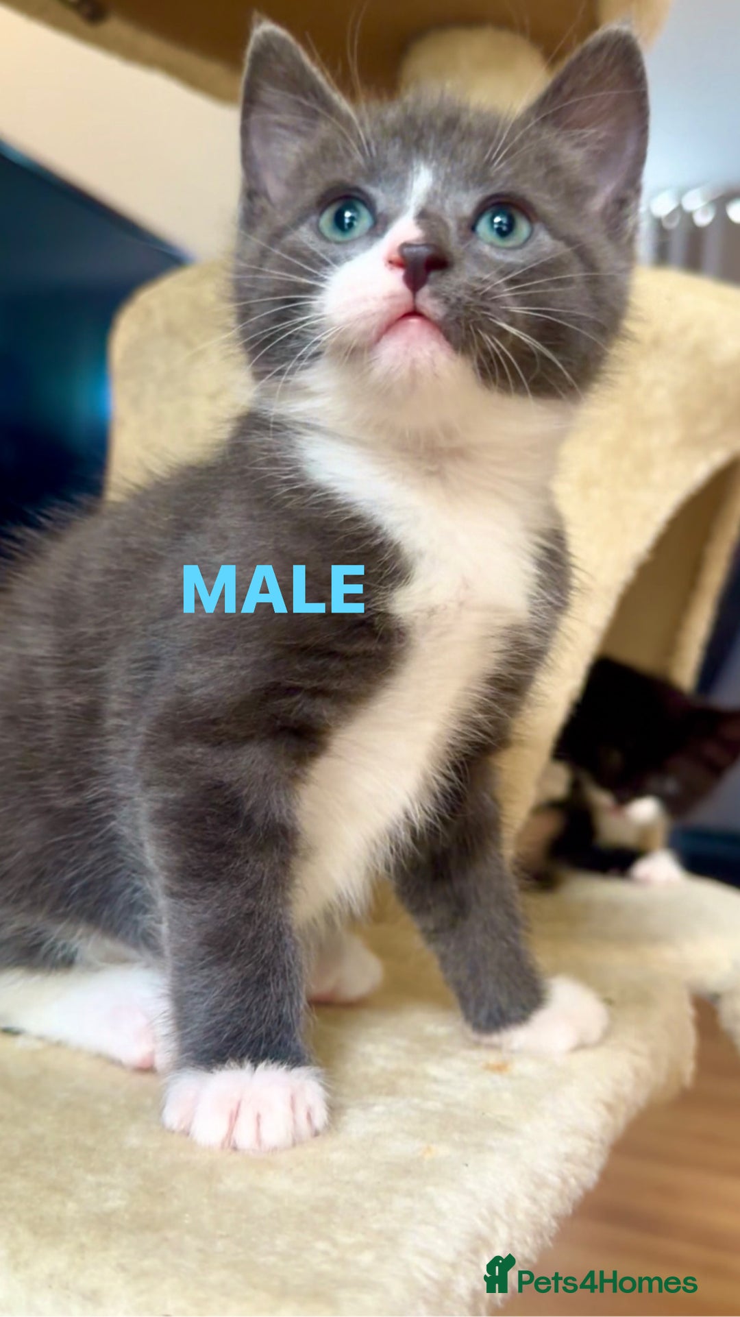 Mixed Breed cats for sale: Beautiful Russian Blue Mix Kittens - Image 5