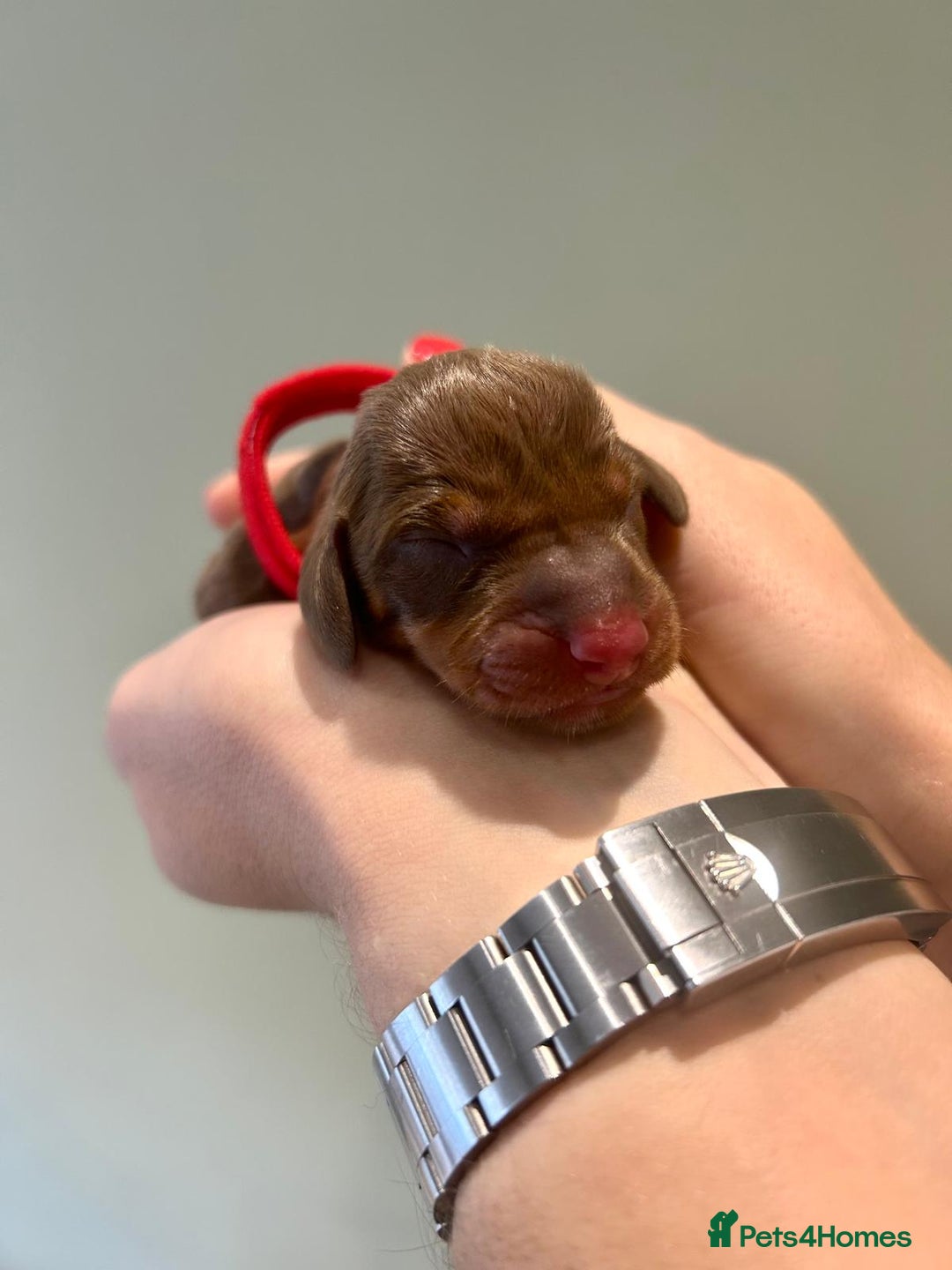 Dachshund dogs for sale: 9 Standard Dachshund Puppies KC Registered  - Image 4