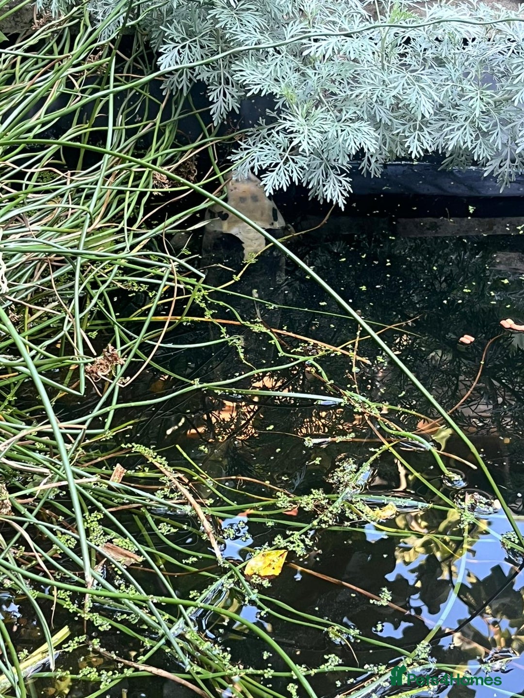 Koi Carp fish for sale: 3 Koi fish for sale - Image 7